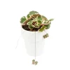 Saxifraga Stolonifera Tricolor - Ø 15 cm