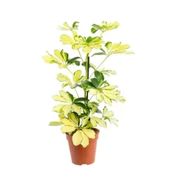 Schefflera Melanie pot Ø13xH45 cm