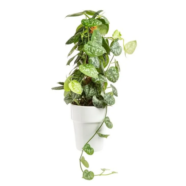 Scindapsus Trébie avec tuteur mousse pot Ø21xH90 cm