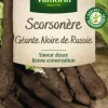Scorsonère Géante Noire de Russie Vilmorin - graines à semer