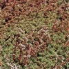Sedum Album - Le pot de 1 litre