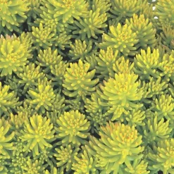Sedum Harkonense Lemon Ball - Le pot de 4 litres