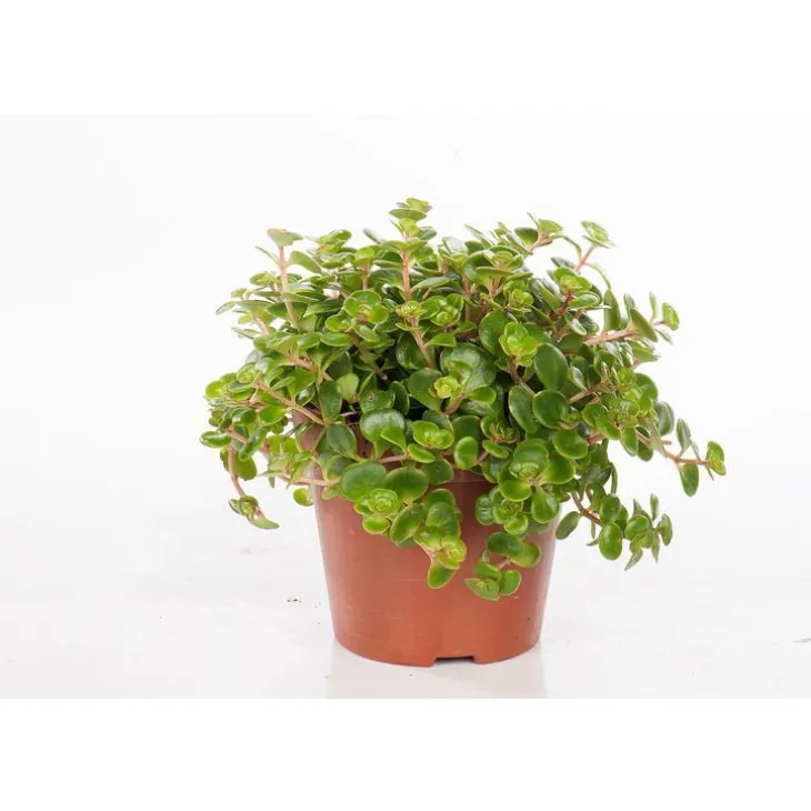 Sedum makinoii tornado en pot Ø 12 cm