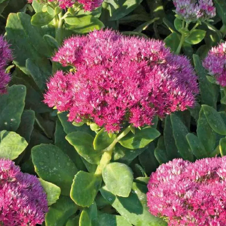 Sedum Spectabile - Le pot de 9 x 9 cm