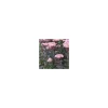 Sedum Spectabile - Le pot de 1 litre