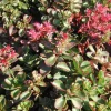 Sedum Spurium - Le pot de 1 litre