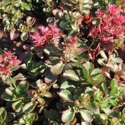 Sedum Spurium - Le pot de 1 litre