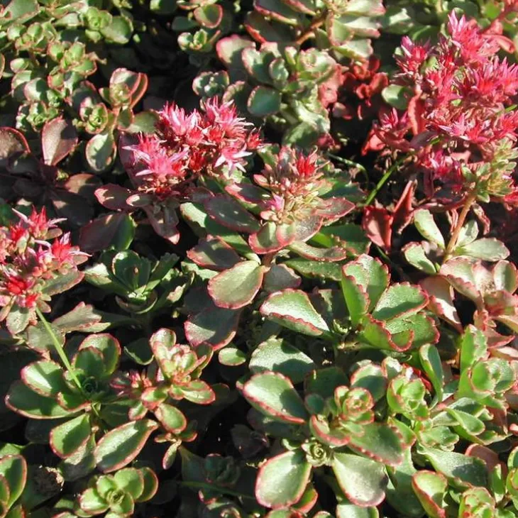 Sedum Spurium - Le pot de 1 litre