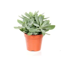 Senecio cephalophorus en pot Ø 12 cm
