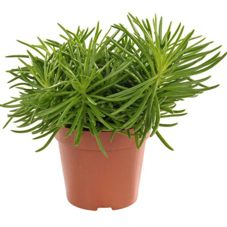 Senecio himalaya