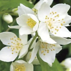 Seringat (Jasmin des poètes) blanc. Le pot de 3 litres