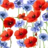 Serviettes en papier 3 plis x 20 Summerfield - 33 x 33 cm
