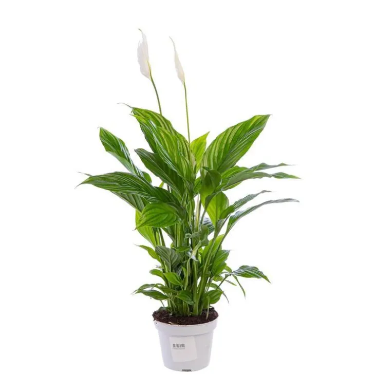 Spathiphyllum pot Ø13 cm
