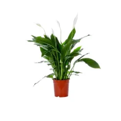 Spathiphyllum Sweet Chico le pot de diam. 17 cm