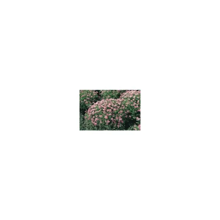 Spiraera Japonica Little Princess - Pot de 5L