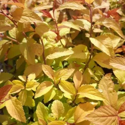 Spirée Bumalda Gold Flame. Le pot de 7,5 litres