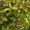 Spirée Japonica Shirobana rose. Le pot de 7,5 litres