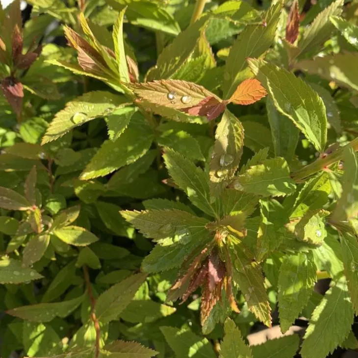 Spirée Japonica Shirobana rose. Le pot de 7,5 litres