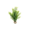 Sprengeri haut vert en plastique 26 cm