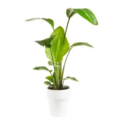 Strelitzia Nicolai 1ou 2 PP pot Ø21xH100 cm