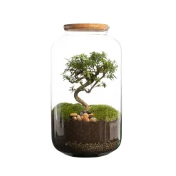 Terrarium bonbonne avec bonsaï Bulle de Nature taille M Ø 23 x h 41 cm
