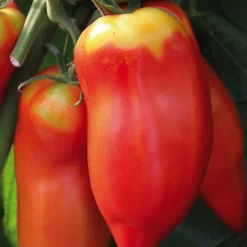 Tomate Allongée Andine Cornue Bio. La barquette de 3 plants