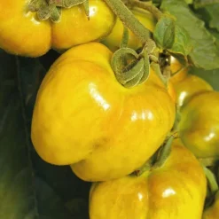 Tomate Allongée Poivron Jaune Bio. Le pot de 9x9 cm