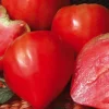 Tomate Allongee Coeur Cauralina Bio. Le pot de 10,5 cm
