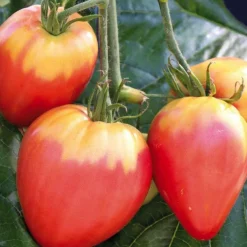 Tomate Allongee Coeur De Boeuf "Cuor Di Bue" Bio. La barquette de 3 plants