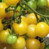 Tomate Cerise Ronde Mirabelle Blanche Bio. Le pot de 9x9 cm