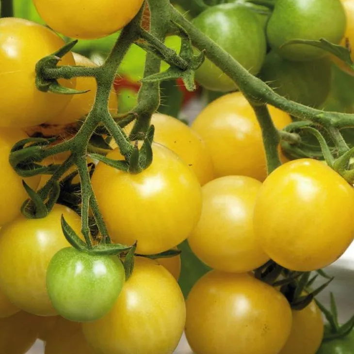 Tomate Cerise Ronde Mirabelle Blanche Bio. Le pot de 9x9 cm