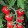 Tomate Cerise ronde Plumbrella bio. Le pot recyclé de 2.5 litres