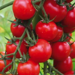 Tomate Cerise Supersweet 100 F1 Bio. Le pot de 10,5 cm
