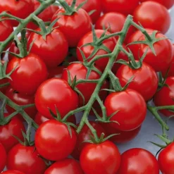 Tomate Cocktail En Grappe Harmony Bio. Le pot de 10,5 cm