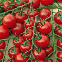 Tomate Cocktail En Grappes Delice Du Jardinier Bio. La barquette de 3 plants