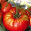 Tomate Côtelee Buffalo Steak Bio. La barquette de 3 plants