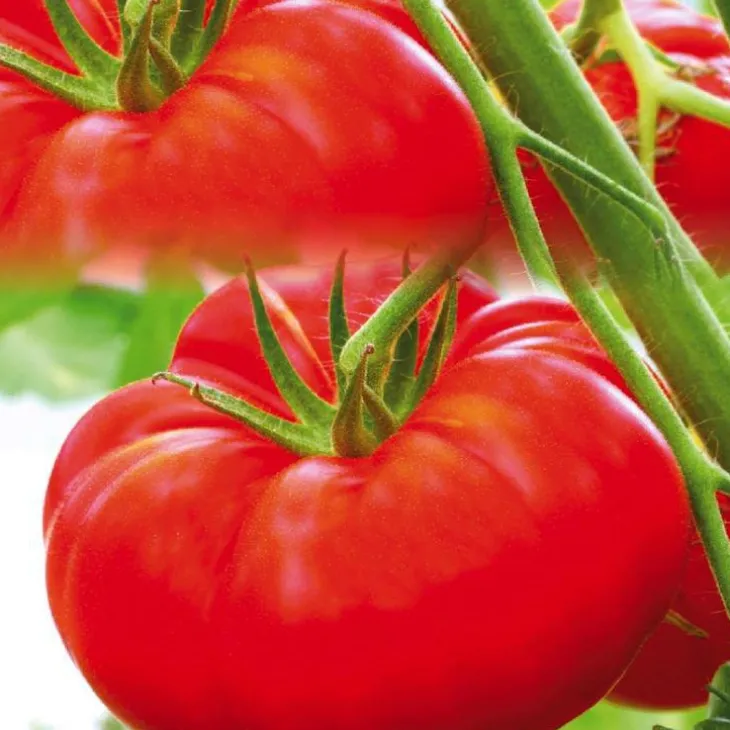 Tomate Côtelee Marbonne Bio. La barquette de 3 plants