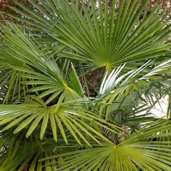 Trachycarpus (Palmier chanvre) 125/150 en pot de 70 L vert