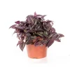 Tradescantia pendula en pot Ø 12 cm