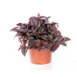 Tradescantia pendula en pot Ø 12 cm