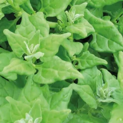 Tétragone Cornue Épinard De Nouvelle Zélande. L'emballage 1 plant