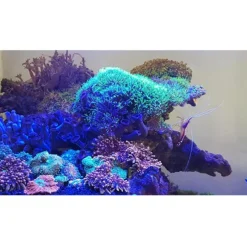 Tube LED bleu, spécifique aquarium, JUWEL, modèle Multilux - 59cm