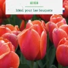 Tulipe darwin hybride botanic® - 10 bulbes