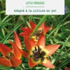 Tulipe species little princess botanic® - 10 bulbes