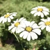 Tuteur grande marguerite en métal recyclé Chouette & Co - 70 cm