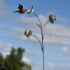 Tuteur métal 3 fleurs et 1 colibri couleur