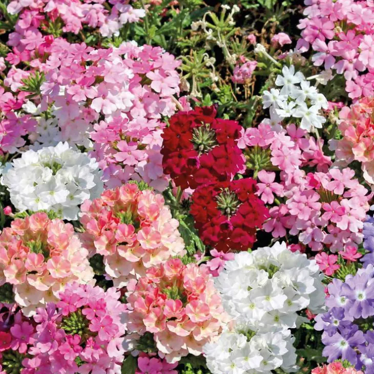 Verveine erigee - La barquette de 4 plants