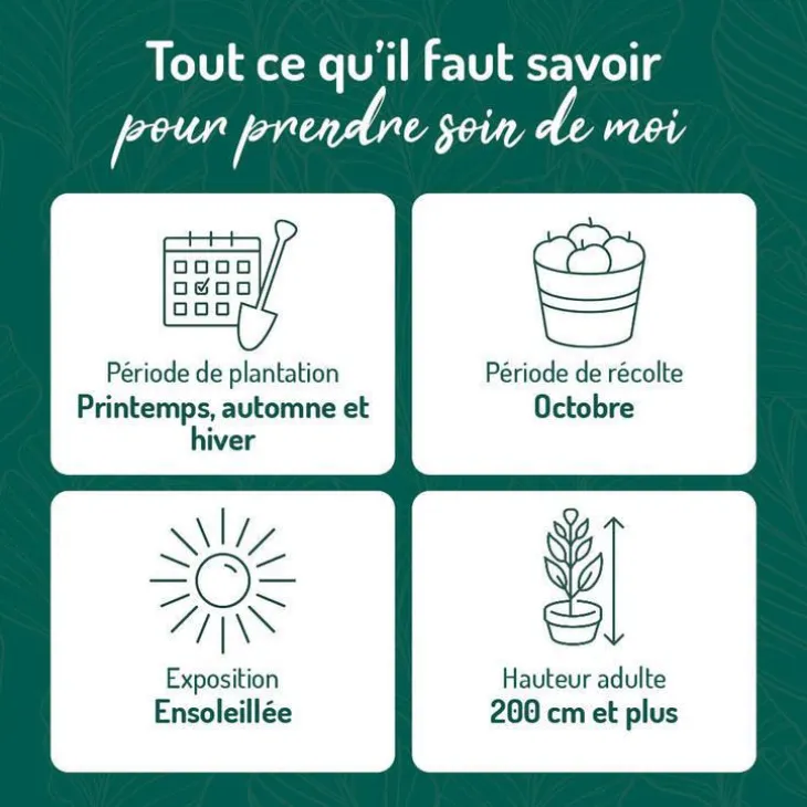 Vigne Alphonse Lavallee. Le pot de 2 litres