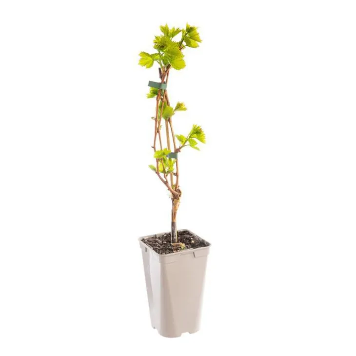 Vigne Alphonse Lavallee. Le pot de 2 litres