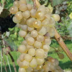 Vigne Danlas. Le pot de 2 litres